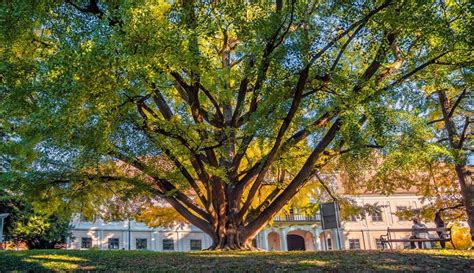 Croatias Ginkgo Runner Up In Prestigious European Tree Of The Year