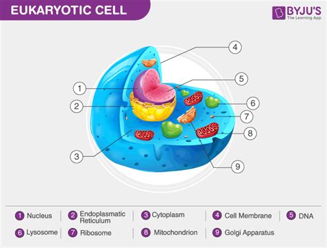 Eukaryotic Cell Labeled And Function