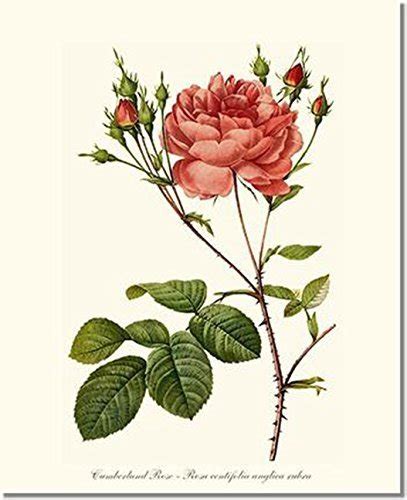Pink Rose Print Vintage Botanical Art Cumberland Rose
