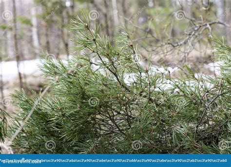 Branch Of Pinus Sylvestris Closeup On Earth Stock Image Image Of