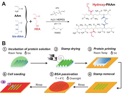 Preparation Of Hydroxy Paam Hydrogels For Decoupling The Effects Of