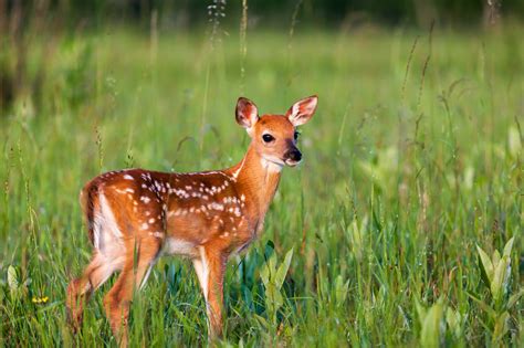 Whitetail Deer Fawn With Spots Fine Art Photo Print Photos By Joseph