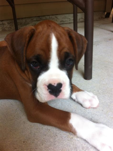 Boxer Puppy With Heart Nose Boxer Dogs Dog Nose Boxer Puppy