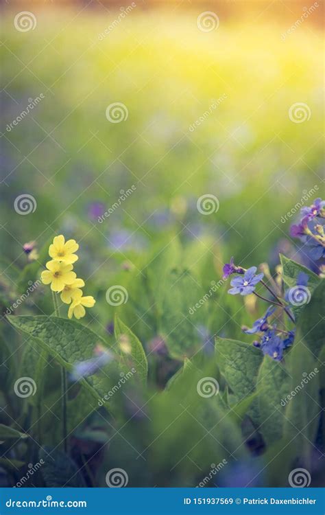 Blue Forget Me Not And Colourful Wildflowers In Spring Stock Image