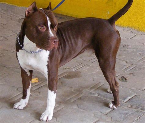 El Pitbull De Nariz Roja Los Hechos Sobre Este Terrier Amemricano
