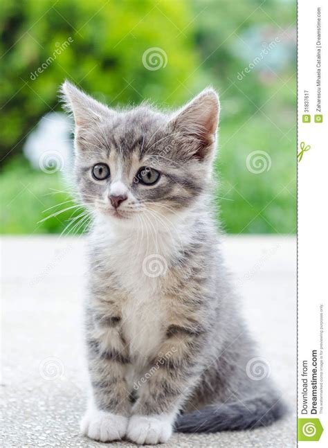 Cute Tabby Kitten Royalty Free Stock Photography Image 31837617 See