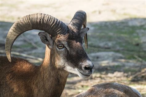 Young Male Mouflon Ovis Orientalis Stock Image Image Of Gmelini