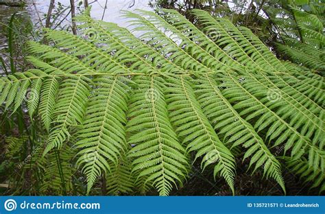 Silver Tree Fern From New Zealand Stock Image Image Of