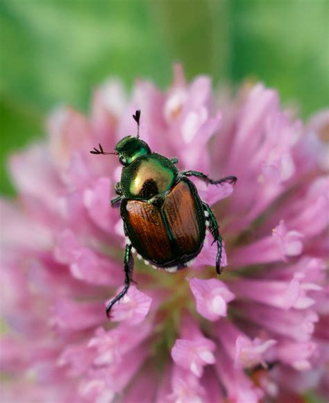 How To Kill Japanese Beetles 3 Expert Tips To Get Rid Of This Plant