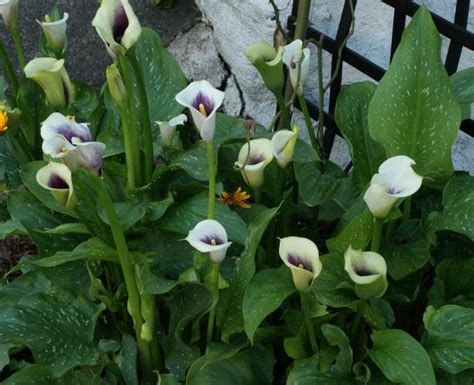 Bog garden plants, cut flower plants, deer resistant plants, giant plants, plant delights introductions. Pacific Bulb Society | Zantedeschia