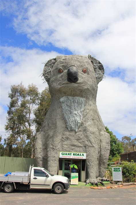 The Giant Koala Dadswells Bridge Australia Atlas Obscura