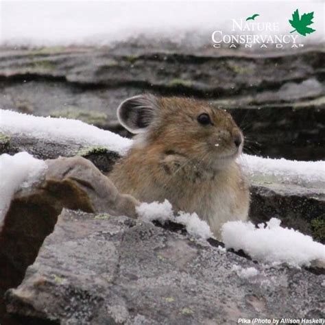 Pika Small Mammal With Short Limbs Rounded Ears And No Tailthey