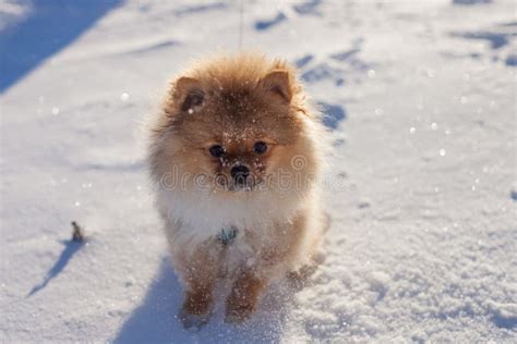 Cute Pomeranian Puppy On A Walk In The Snow On A Winter Day Stock Photo