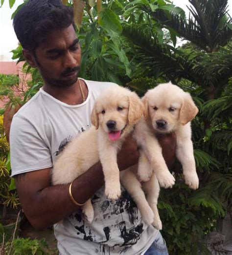 You can most certainly choose our puppies because we take great pride in our golden retriever puppies. Golden Retriever Puppies for Sale(k.kamal 1)(12367) | Dogs for Sale | Price of Puppies | Dogspot.in