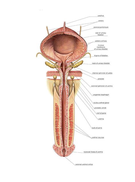 Urinary Bladder And Urethra Photograph By Asklepios Medical Atlas Porn Sex Picture