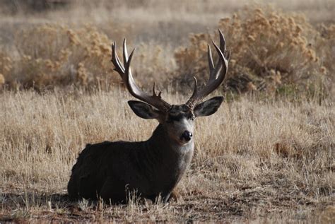 Big Oregon Muley In Backyard Updated New Buck Added Hunt Talk