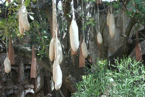 Hanging Seed Pods Kigelia Africana Or Sausage Tree The La Flickr