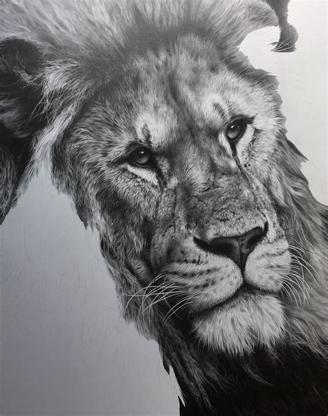 This first set will be on how to draw big cats. Stage 3 - working on the mane | Male lion, Animal drawings, Drawings