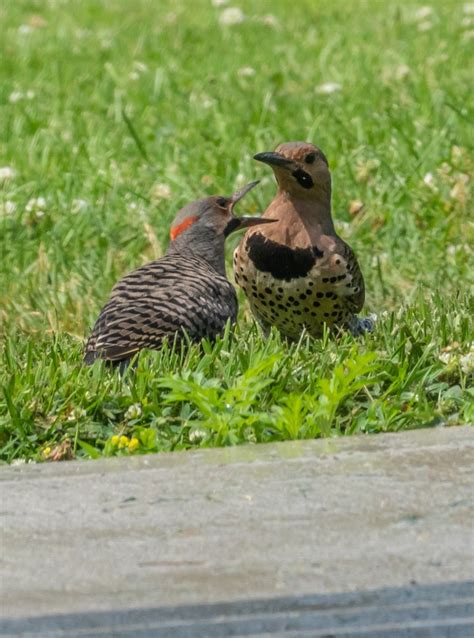 10 Most Common Birds At Winter Birdfeeders In British Columbia Miles