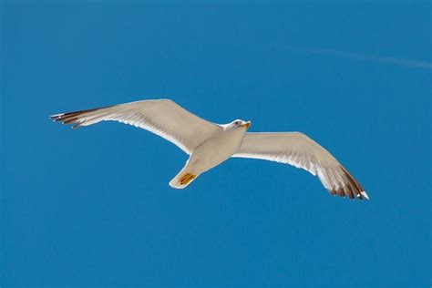 Volador Mar Pájaro Foto Gratis En Pixabay Pixabay