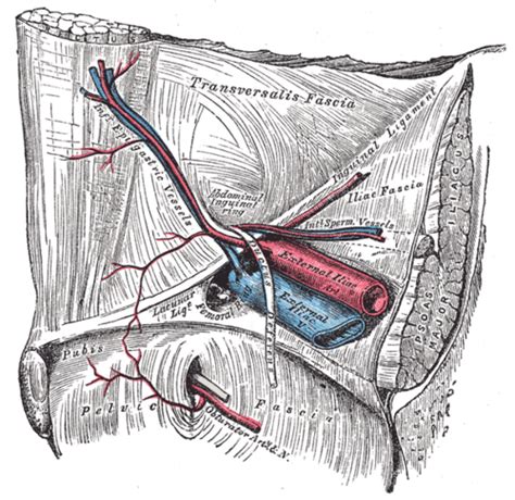 Deep Circumflex Iliac Artery Wiki Everipedia