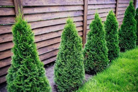 Fast Growing Columnar Trees For Privacy Or Shade Garden Weave