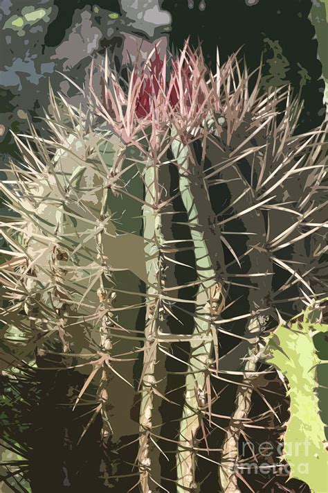 Cactus Abstract Photograph By Christiane Schulze Art And Photography
