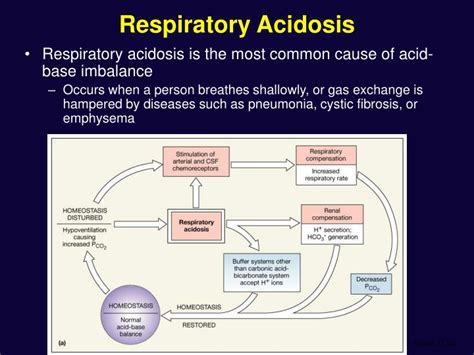 Mixed acidosis occurs when acid is retained by both respiratory and metabolic systems, such as in a critically ill patient in shock with hypoperfusion and hypoventilation, and will often cause a more profoundly acidotic ph than either condition could independently create. PPT - Fluid, Electrolyte, and Acid-Base Balance PowerPoint ...