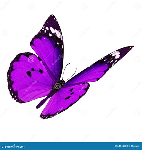 Purple Butterfly Flying Stock Photo Image Of Summer 64140880