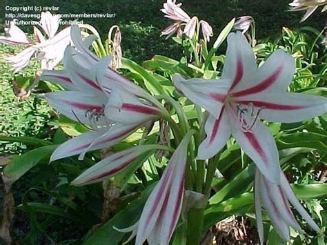 Plantfiles Pictures Crinum Lily Crinum Scabrum By Revlar