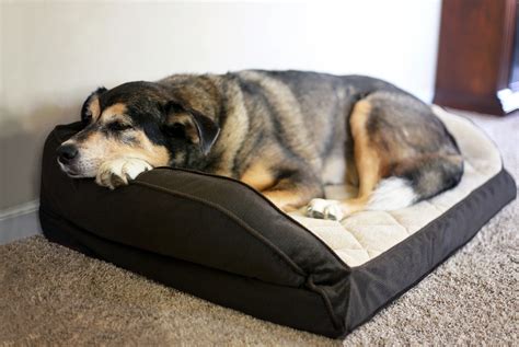 5 Best Washable Dog Beds For 2020 Top Picks For Large Dogs