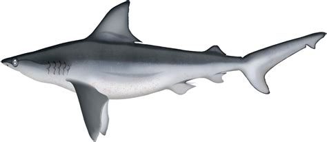 Sandbar Shark Carcharhinus Plumbeus Marinewise