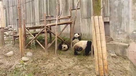 Panda Cubs Playing Youtube