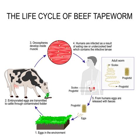 What Are Tapeworms And How Do They Grow