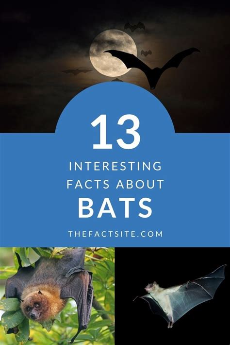 13 Interesting Facts About Bats The Fact Site