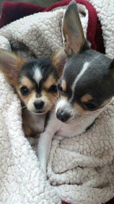 Kiki And Koko Precious Little Chihuahuas Chihuahua Puppies Cute