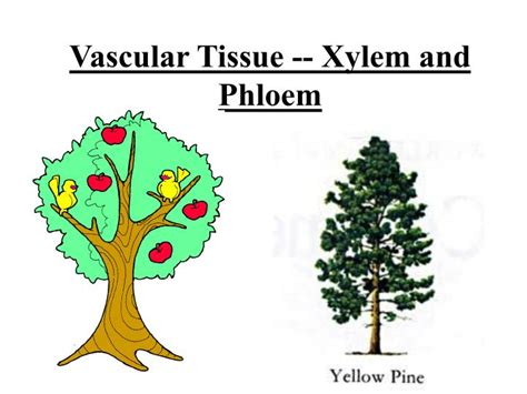 Ppt Vascular Tissue Xylem And Phloem Powerpoint Presentation Free