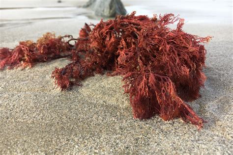 Carrageenan is used in so many products, it affects the lives of anyone who eats processed foods (that's almost akkof us). What You're Getting Wrong about Carrageenan - Edith ...