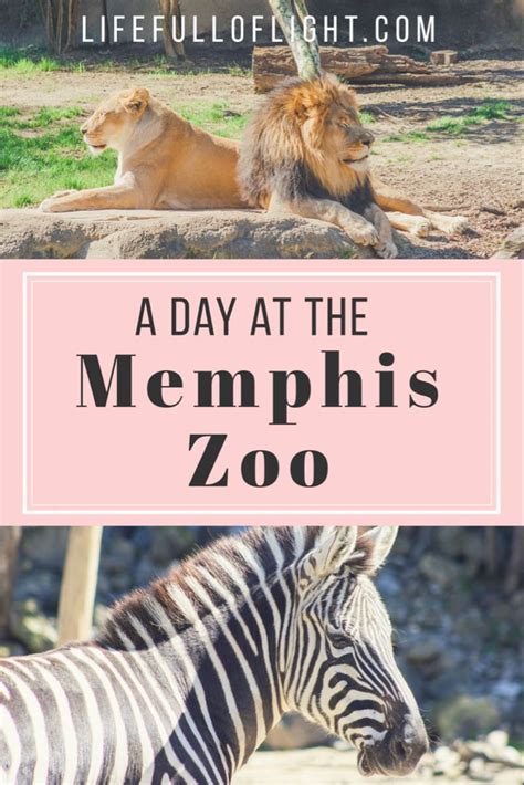 A Day At The Memphis Zoo Memphis Zoo Zoo Zoo Animals