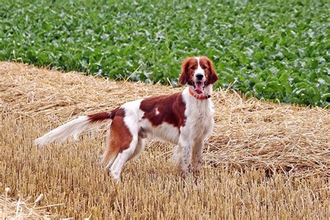 Irish Red And White Setter Dog Breed Information
