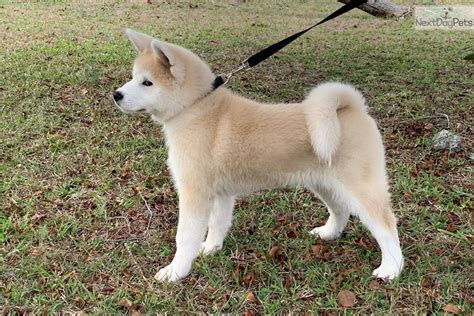 Yuudai Akita Puppy For Sale Near Jacksonville North Carolina