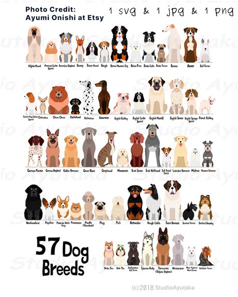57 Dog Breeds Chart Svg  Png From Etsy