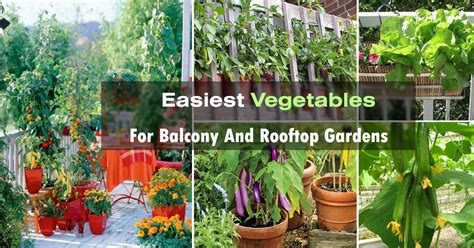 What should i know before starting a roof garden? Easy Container Vegetables for Balcony & Rooftop Garden ...