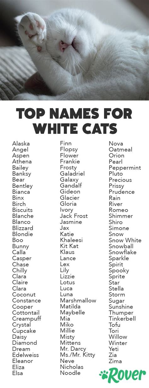 Cute Cat Names For White Cats