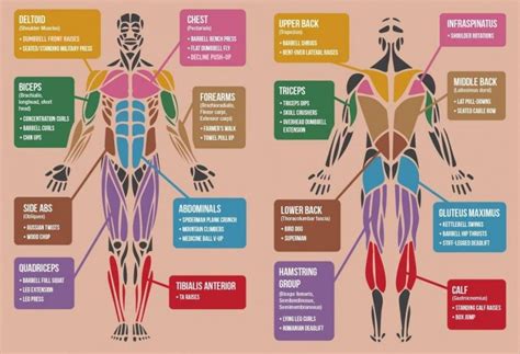 Best Exercises For Each Muscle Group Exercise Muscle Groups Muscle