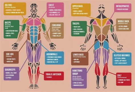 Some of the muscles are commonly named in all 4 limbs like the lumbricals and interossei first of all you have a natural limit. Best Exercises For Each Muscle Group | Exercise, Leg ...