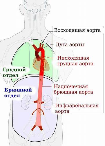 Диета аневризма брюшной аорты расширение дуги аорты что это такое - Что значит факт...??? расширение дуги аорты что это такое - Что значит факт...??? Диета аневризма брюшной аорты