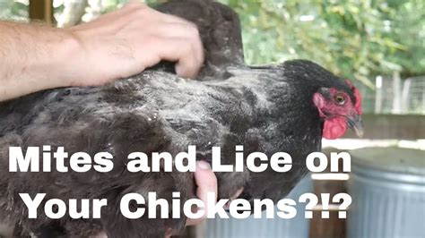 Treating Mites And Lice On Chickens Youtube