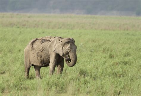 Elephant Grazing In The Grassland Stock Image Image Of Mammalia
