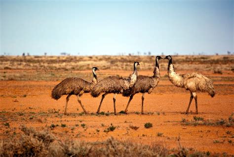 Outback Emus Stock Photo Image Of Outback Colour Australia 10446586